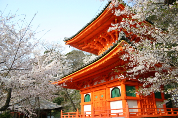 春の和歌山おすすめデートプラン