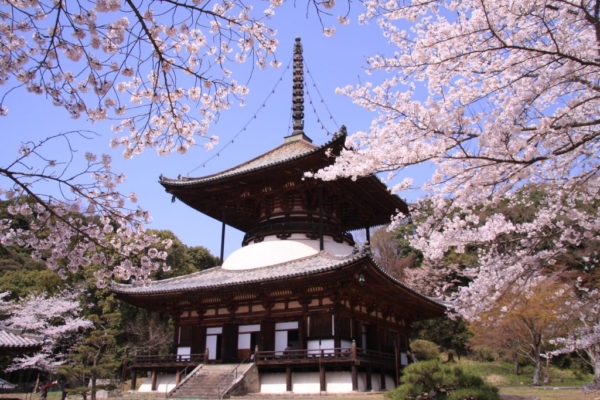 春の和歌山おすすめデートプラン