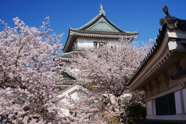 春の和歌山おすすめデートプラン